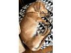Adopt Gus - So Ca a Dachshund
