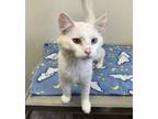 Adopt Prince - White with Brown & Blue Eyes #17 a Domestic Long Hair