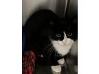 Adopt Dewey - Black & White Tux in foster care a Tuxedo