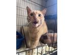 Adopt Colby a Domestic Short Hair
