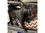 Adopt Isha a Domestic Short Hair
