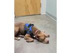 Adopt Tyson a American Staffordshire Terrier
