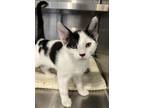 Adopt Jazz a Domestic Short Hair
