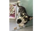 Adopt Tamale 1208-24 a Siberian Husky, Mixed Breed