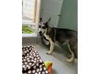 Adopt Guacamole 1204-24 a Siberian Husky, Mixed Breed