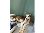 Adopt Churro 1206-24 a Siberian Husky, Mixed Breed