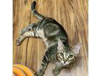Adopt Jacob a Domestic Short Hair