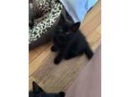Adopt Phineas a Domestic Medium Hair