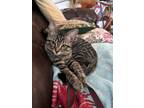 Adopt Marvel a Tabby, Domestic Short Hair