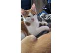 Adopt Currie a Domestic Short Hair