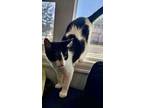 Adopt Cristo a Domestic Short Hair