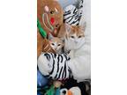 Adopt Turmeric a Domestic Short Hair