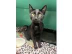 Adopt Obsidian a Domestic Short Hair