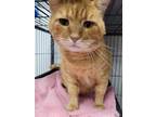 Adopt Big Mac a Domestic Short Hair