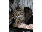 Adopt Damian a Domestic Short Hair