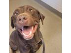 Adopt Zeus a Labrador Retriever