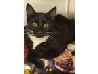 Adopt Coco a Domestic Short Hair