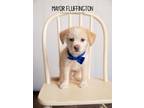 Adopt Mayor Fluffington a Golden Retriever