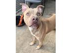 Adopt Casey a Pit Bull Terrier