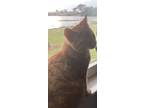 Adopt Naofumi a Domestic Short Hair
