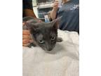 Adopt Thumper a Domestic Short Hair