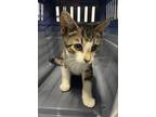 Adopt Rick a Domestic Short Hair