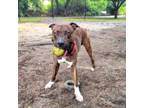 Adopt Odis a Mixed Breed