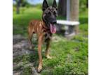 Adopt Tommy a Belgian Shepherd / Malinois