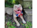 Adopt Nugget a Mixed Breed