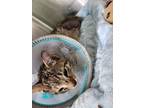 Adopt Soni a Domestic Short Hair