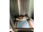 Adopt Paxton a Domestic Short Hair