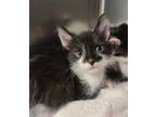 Adopt Neptune a Domestic Short Hair