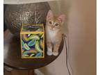 Adopt Aryns Harry a Domestic Short Hair