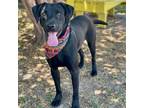 Adopt Steve Albini 24-08-014 a Black Labrador Retriever