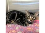 Adopt Clay 24-07-013 a Domestic Short Hair