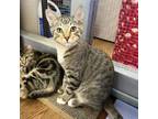 Adopt Arya 24-06-166 a Domestic Short Hair