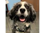 Adopt Dexter a Australian Shepherd, Mixed Breed