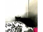 Adopt Apparition a Domestic Short Hair