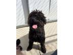 Adopt Wyatt a Poodle, Mixed Breed