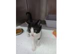 Adopt Biscuit a Domestic Short Hair