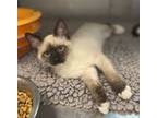 Adopt Spritz a Domestic Short Hair