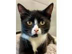 Adopt Sammie a Domestic Short Hair