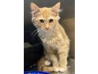 Adopt Gimlet a Domestic Short Hair