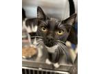 Adopt Deadpool a Domestic Short Hair