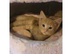 Adopt Opie a Domestic Short Hair