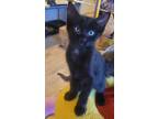 Adopt Louie a Domestic Short Hair