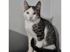 Adopt Desi a Domestic Short Hair