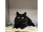 Adopt Merlin a Domestic Long Hair