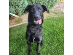 Adopt Gunner a Black Labrador Retriever