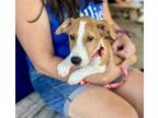 Adopt Frisco a Hound, Husky
